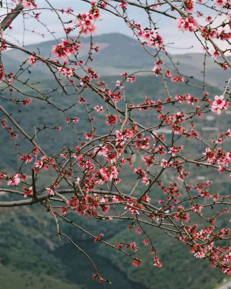 Almendros en primavera